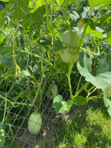 Garden Planning: Guidelines for Growing Vegetables Image